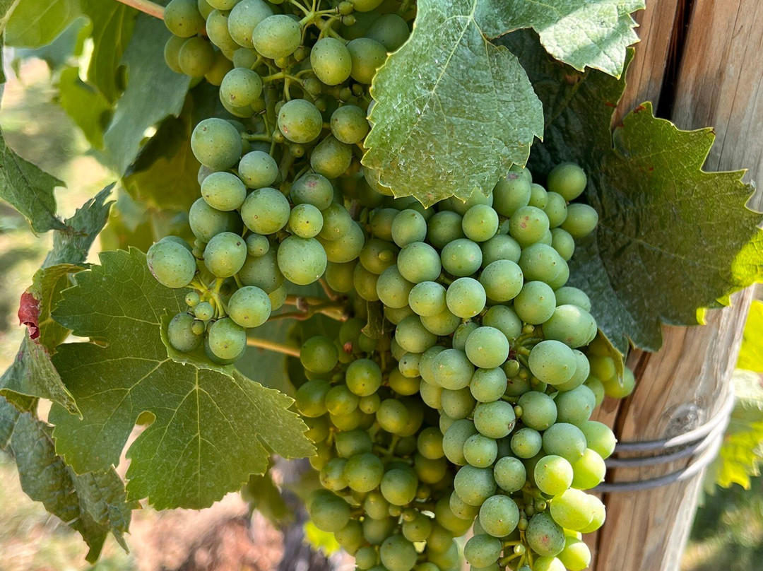 Weingut Aufricht-梅尔斯堡（博登湖）必去景点