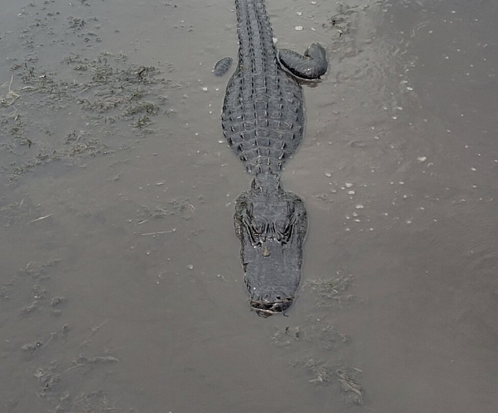 Ultimate Swamp Adventures-Westwego必去景点