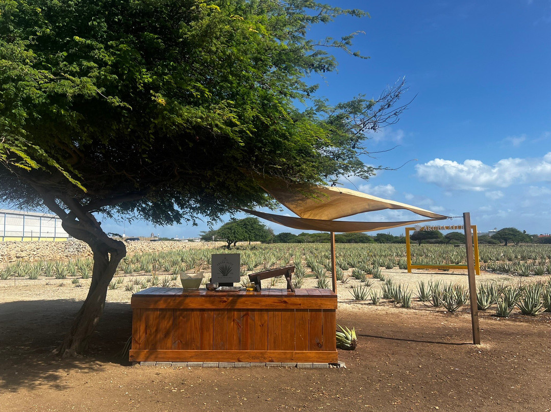 Aruba Aloe Factory, Museum and Store-阿鲁巴岛必去景点