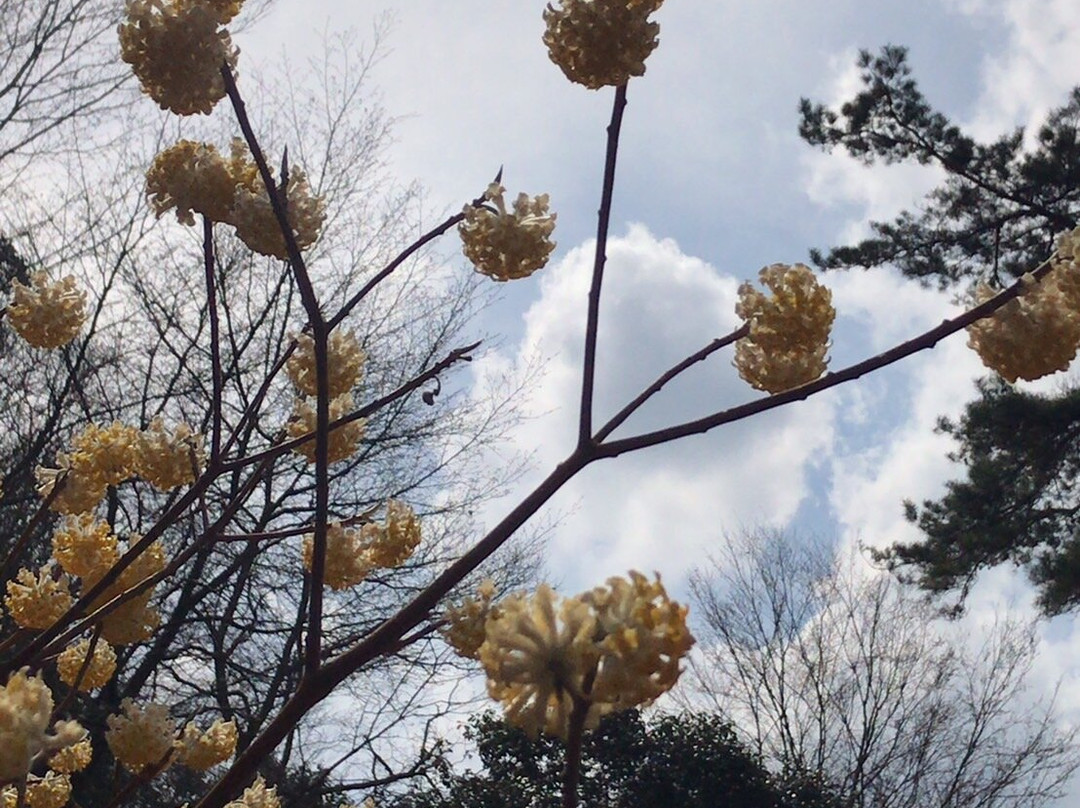 Mushiidani no Mitsumata Colony-安艺高田市必去景点