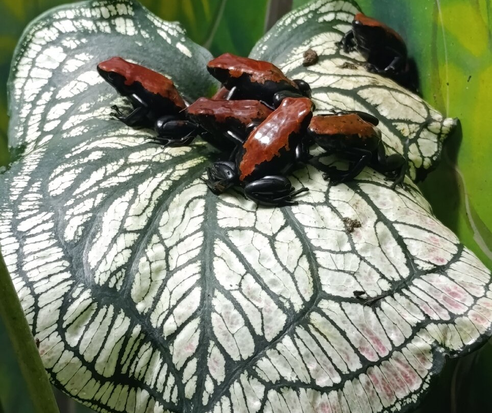 Butantan Institute-圣保罗必去景点