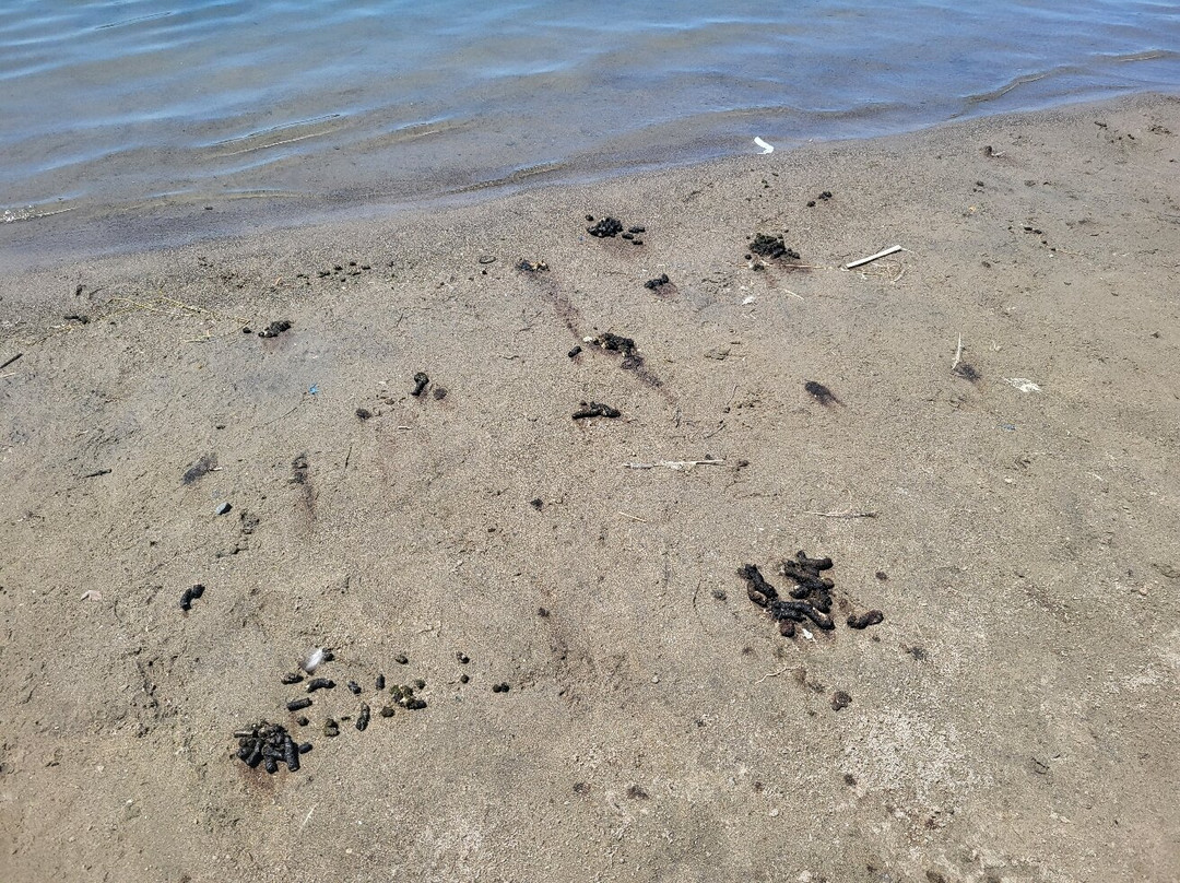 Professor's Lake Recreation Centre-布兰普敦必去景点