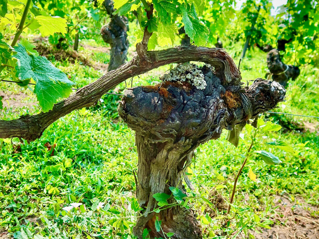 Château Mazeyres-利布尔纳必去景点