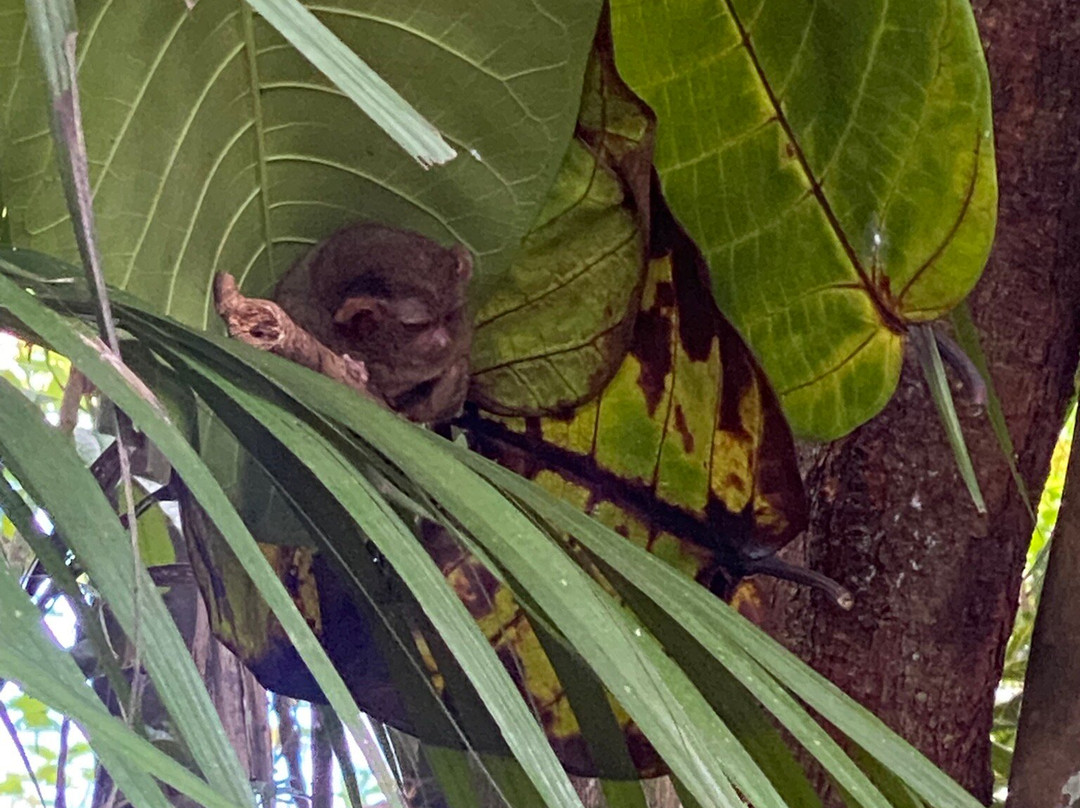 眼镜猴保护区-Bilar必去景点