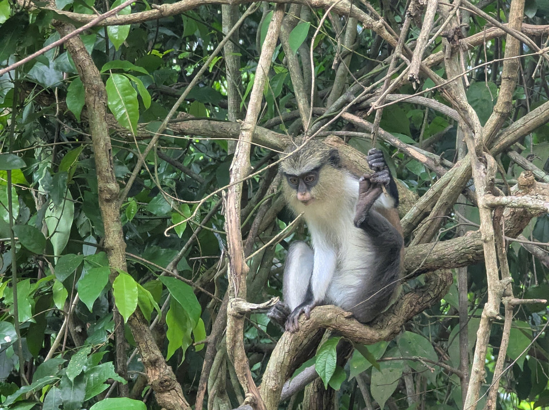 Tafi Atome Monkey Sanctuary And Cultural Village-Tafi Atome必去景点
