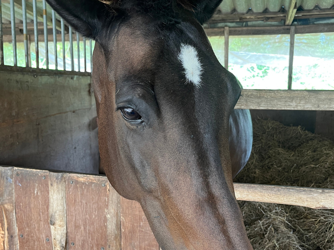 Hua Hin Horse Club-Nong Kae必去景点