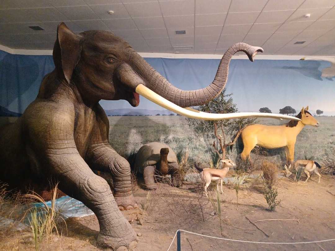 Museo Provincial-雷阿尔城必去景点