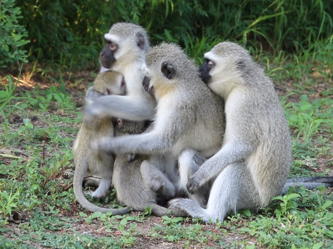 Vervet Monkey Foundation-参宁必去景点