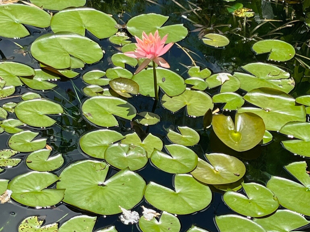Kauai Mini Golf & Botanical Gardens-基拉韦厄必去景点