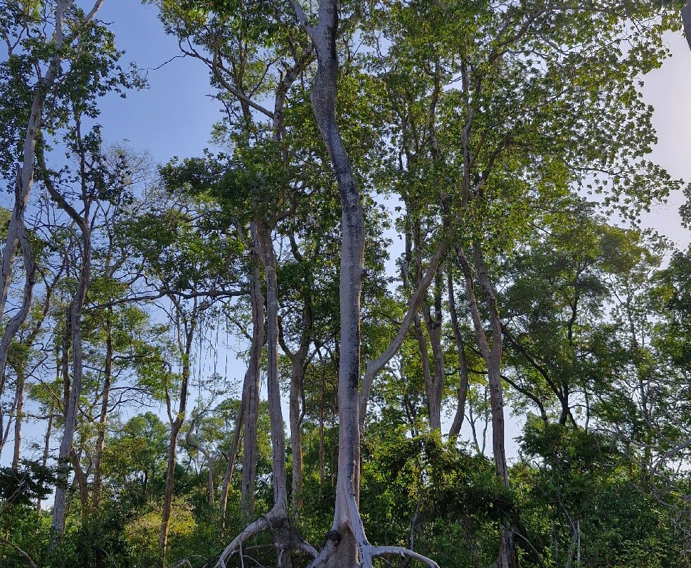 Barra Velha Beach-Soure必去景点