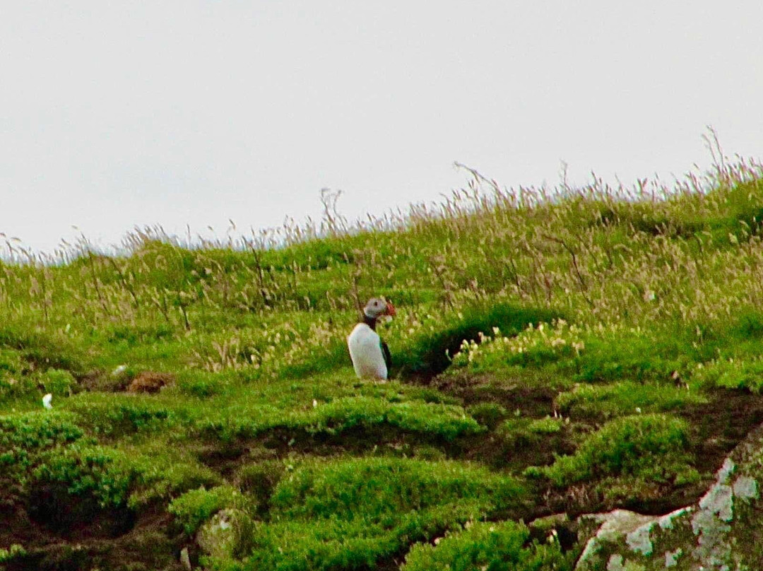 Anstruther Pleasure Cruises-Boat Day Tours-Anstruther必去景点