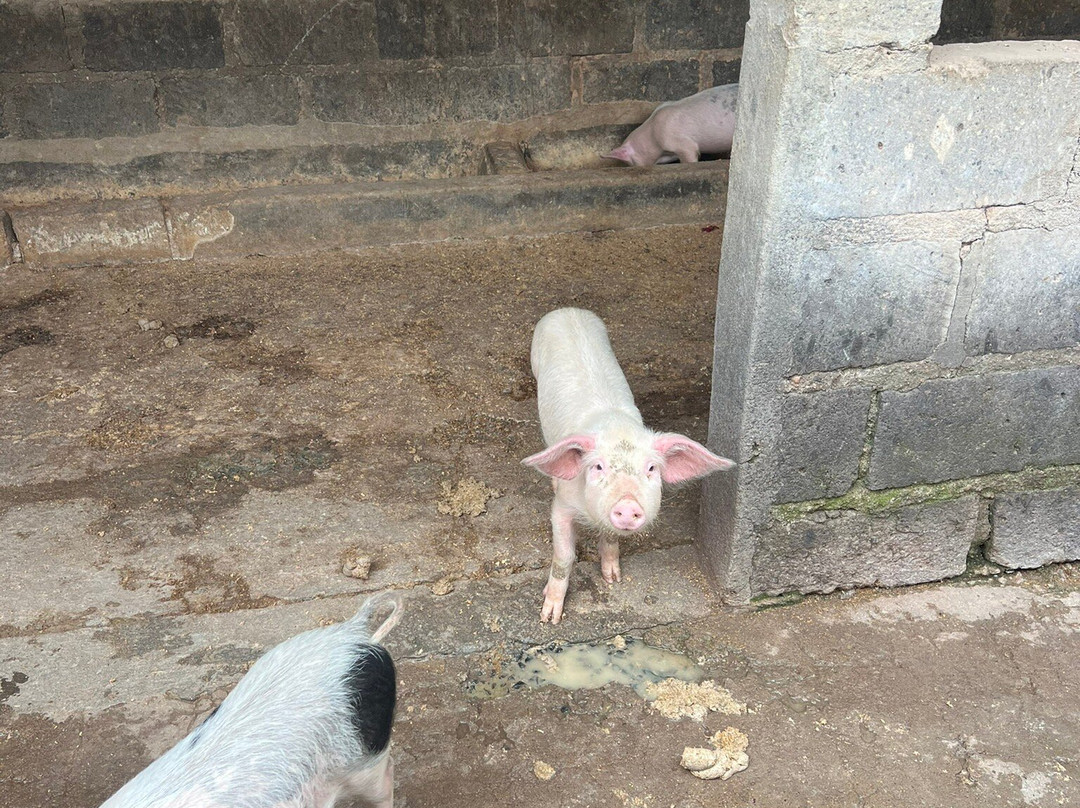 Kikuyu餐馆和美食-Adventure Cove