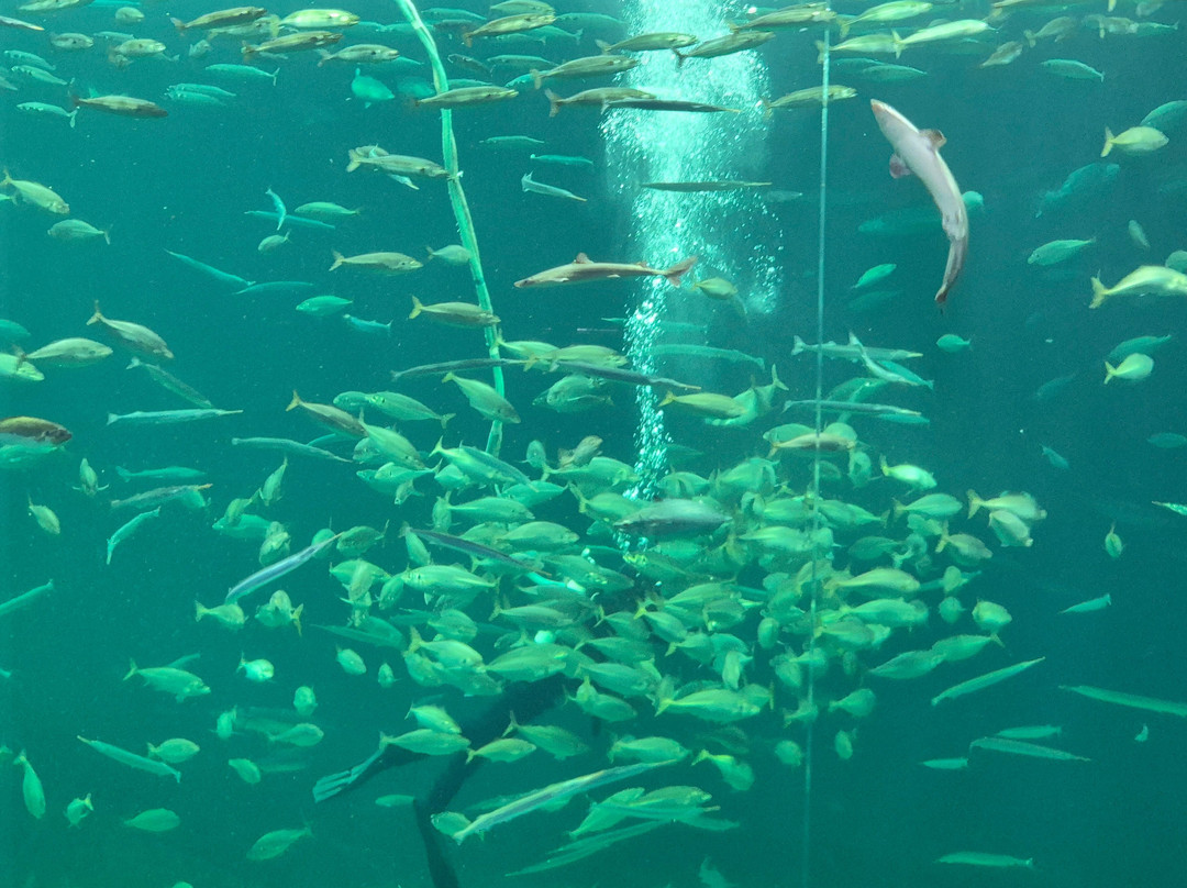 Nordsoen Oceanarium-赫茨哈斯必去景点