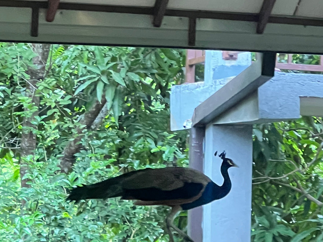 Elephas Resort & Spa主图