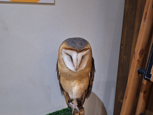 Soviny Dom  Anticafe-莫斯科必去景点