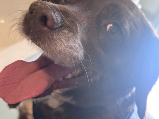 Ye Olde Fighting Cocks主图