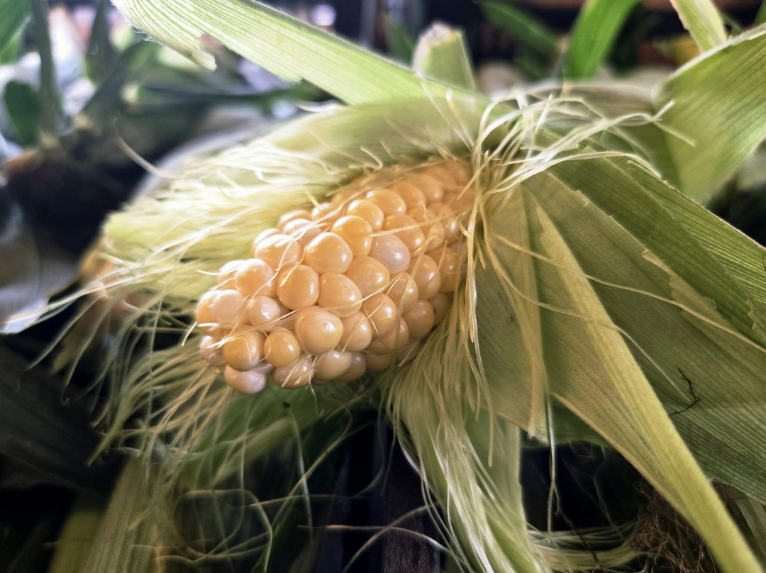 Massanutten Country Corner-卢雷必去景点