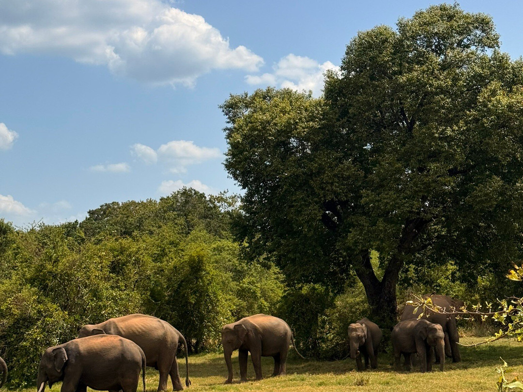 Nilanka Manjula withanage-尼甘布必去景点
