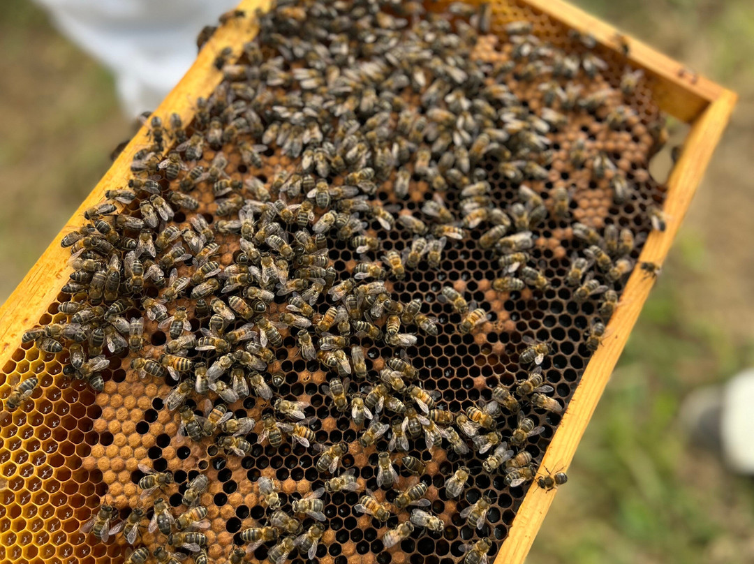Apiário Margaridas-Fenais da Luz必去景点
