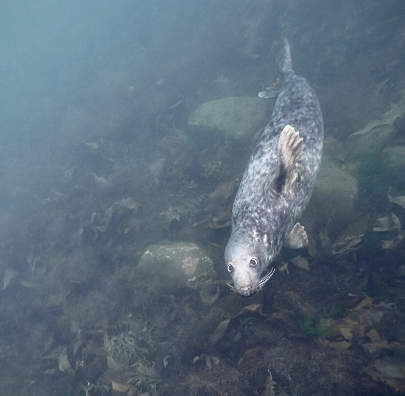Basking Shark Scotland-奥本必去景点