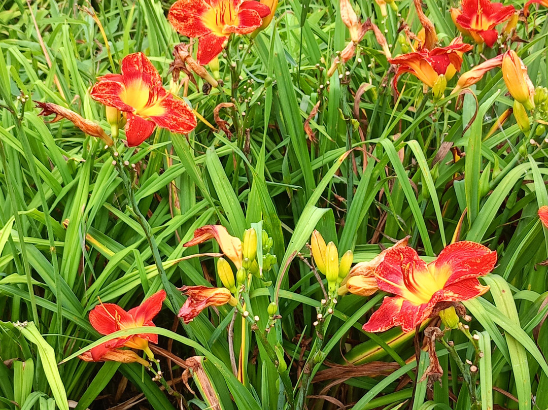 Botanical Garden-Institute-海参崴必去景点