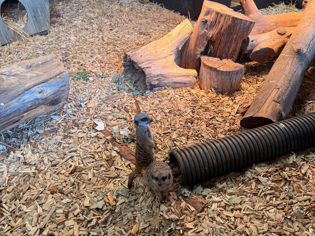 Lee Valley Animal Adventure Park-沃尔萨姆阿比必去景点