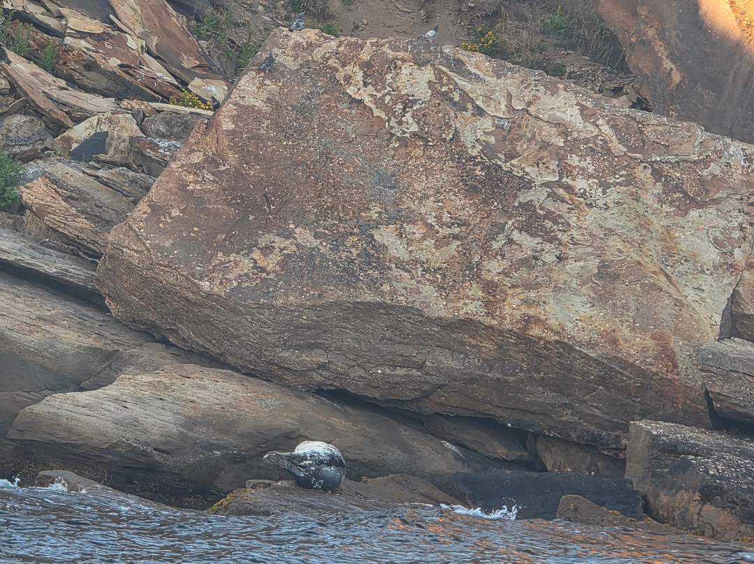 Bird Island Boat Tour-Big Bras d'Or必去景点