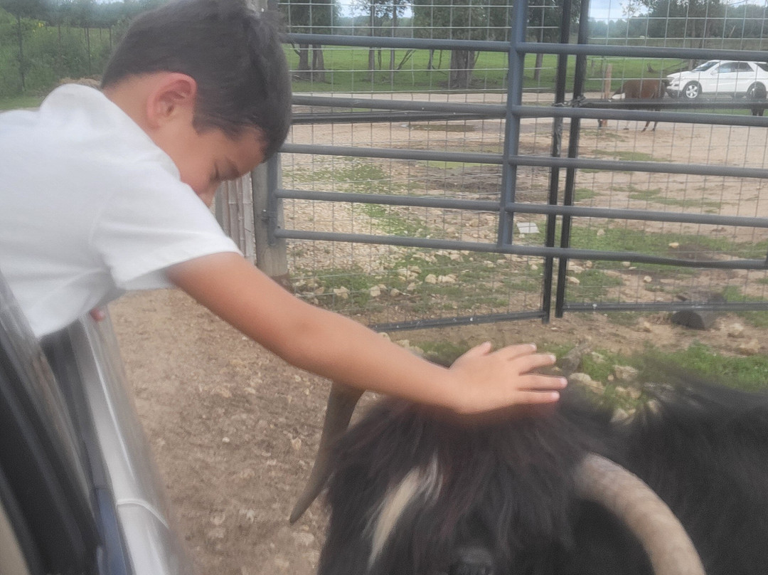 Safari Lake Geneva-日内瓦湖必去景点