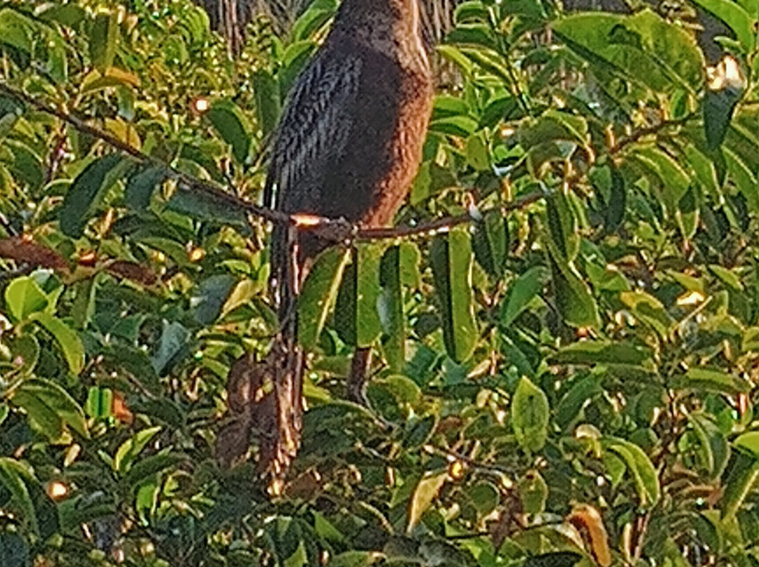 Green Cay Nature Center and Wetlands-博因顿海滩必去景点