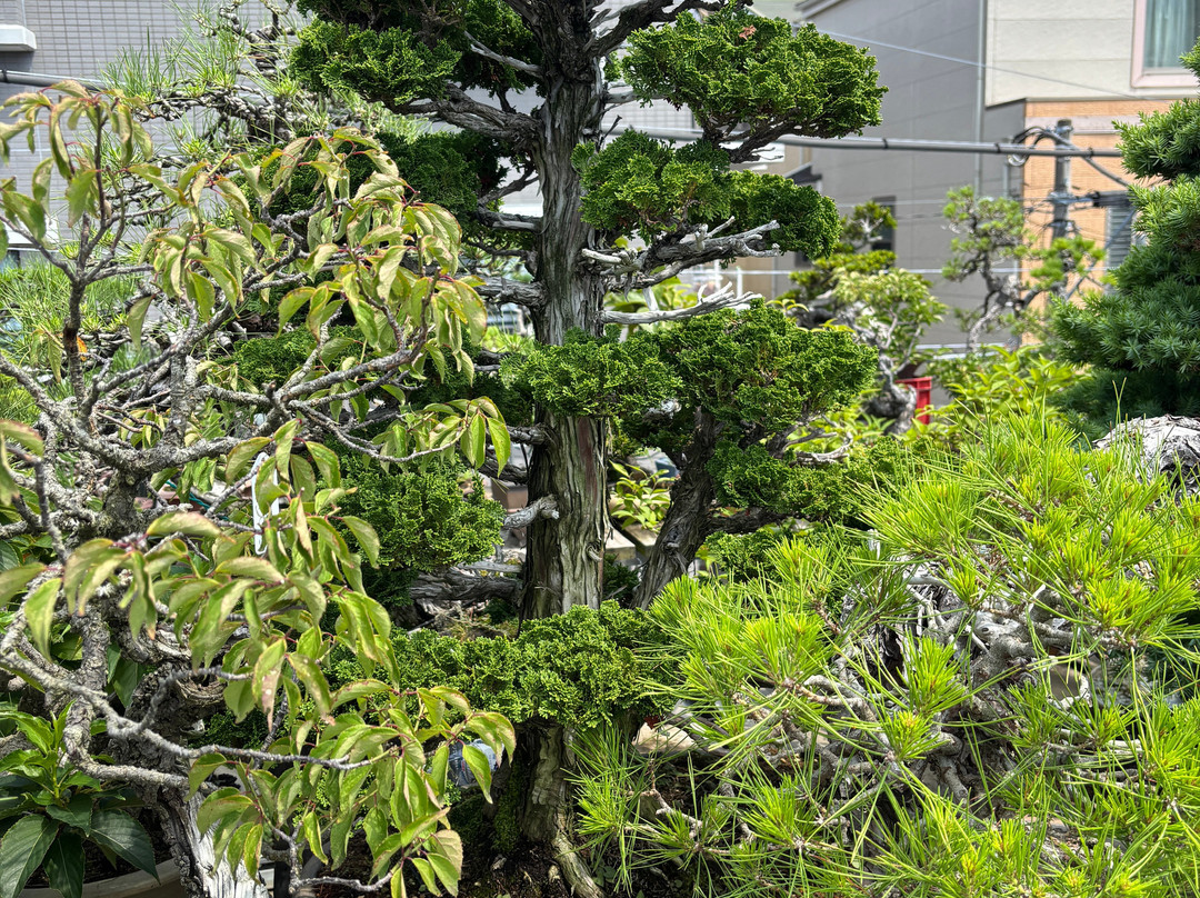 春花园 BONSAI 美术馆-江戸川区必去景点