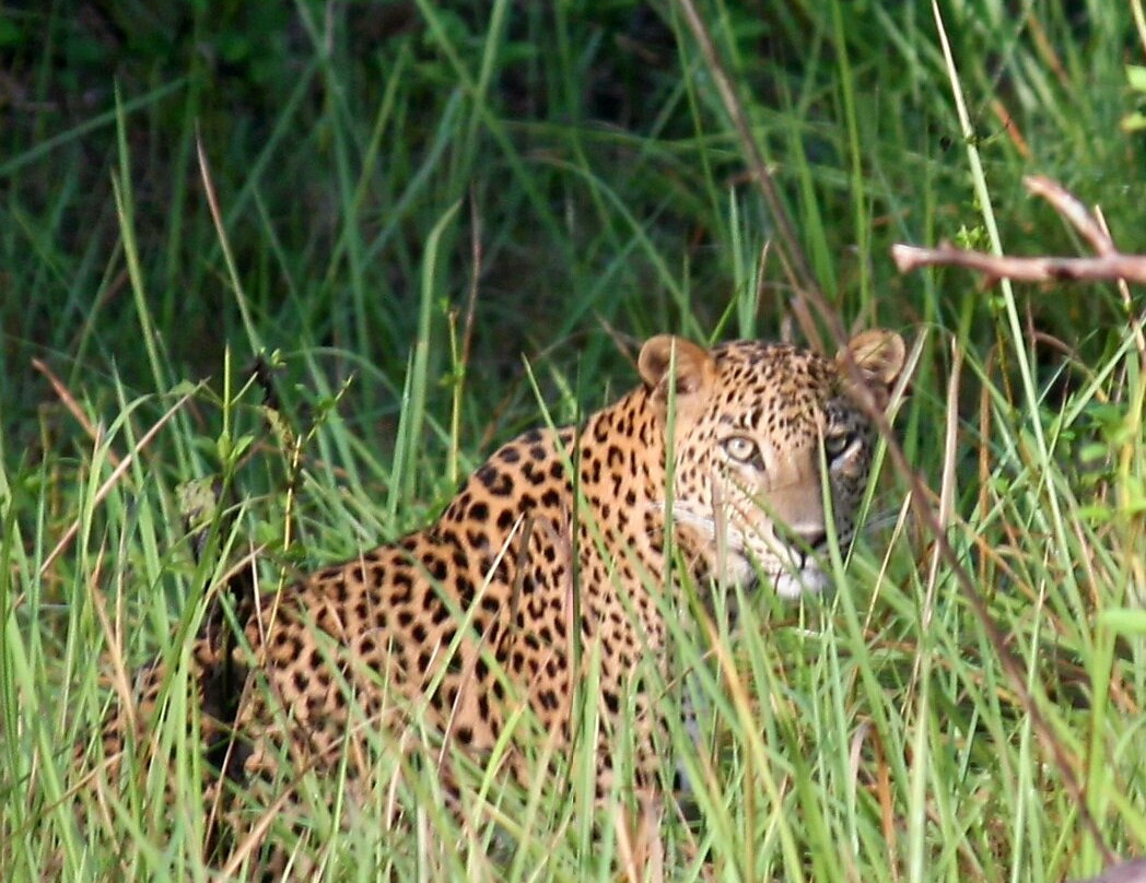 Black Leopard Safari Yala-蒂瑟默哈拉默必去景点