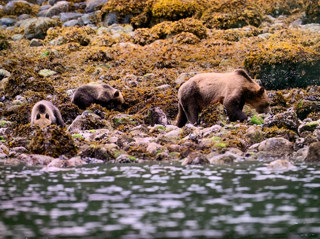 Vancouver Island Photo Tours-Port McNeill必去景点