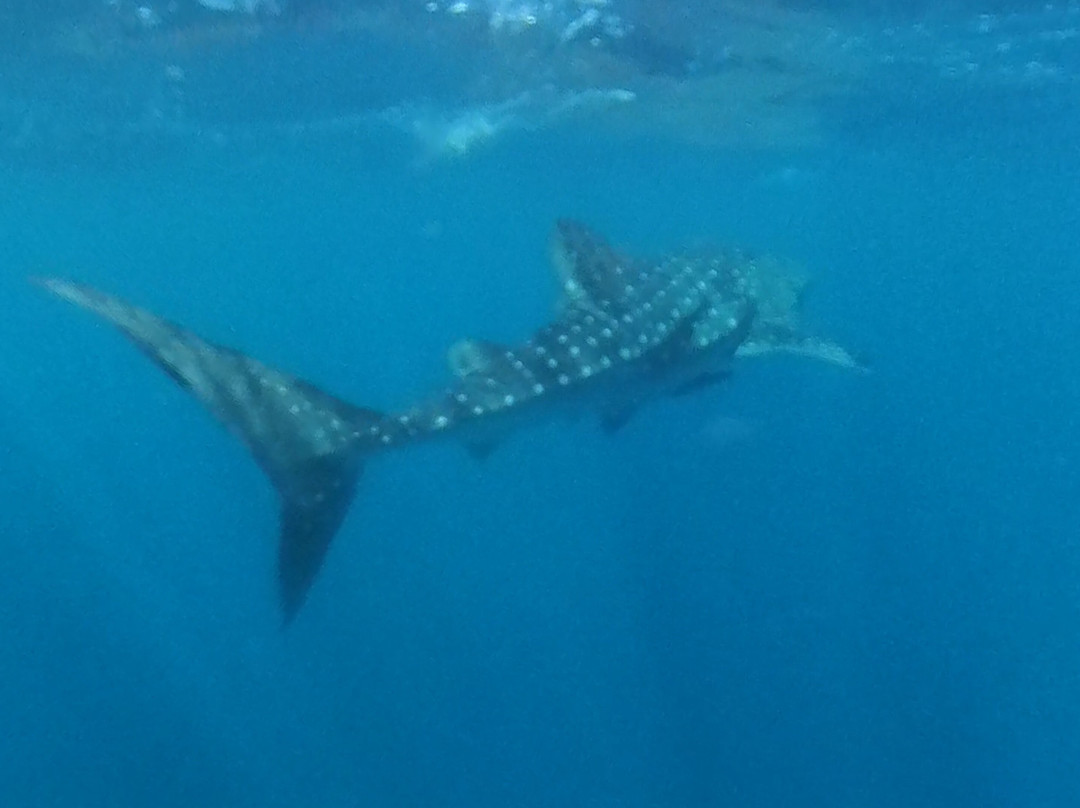 Ningaloo Discovery-埃克斯茅斯必去景点