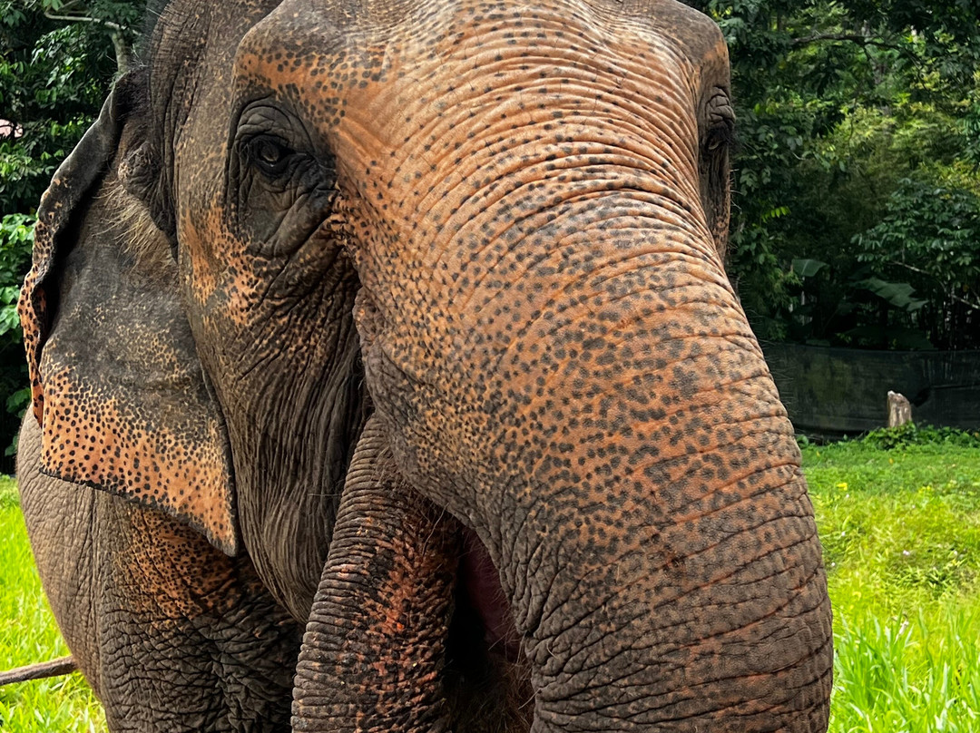 Phuket Elephant Nature Reserve-他朗必去景点