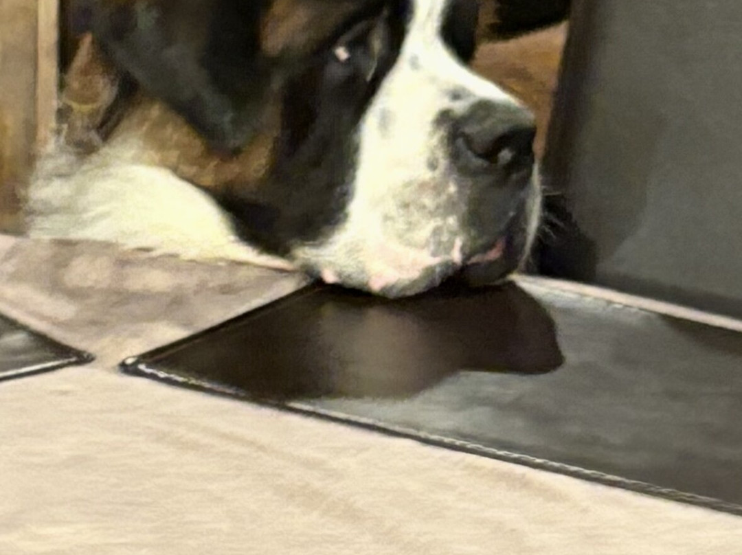 Le Caprice des Neiges主图