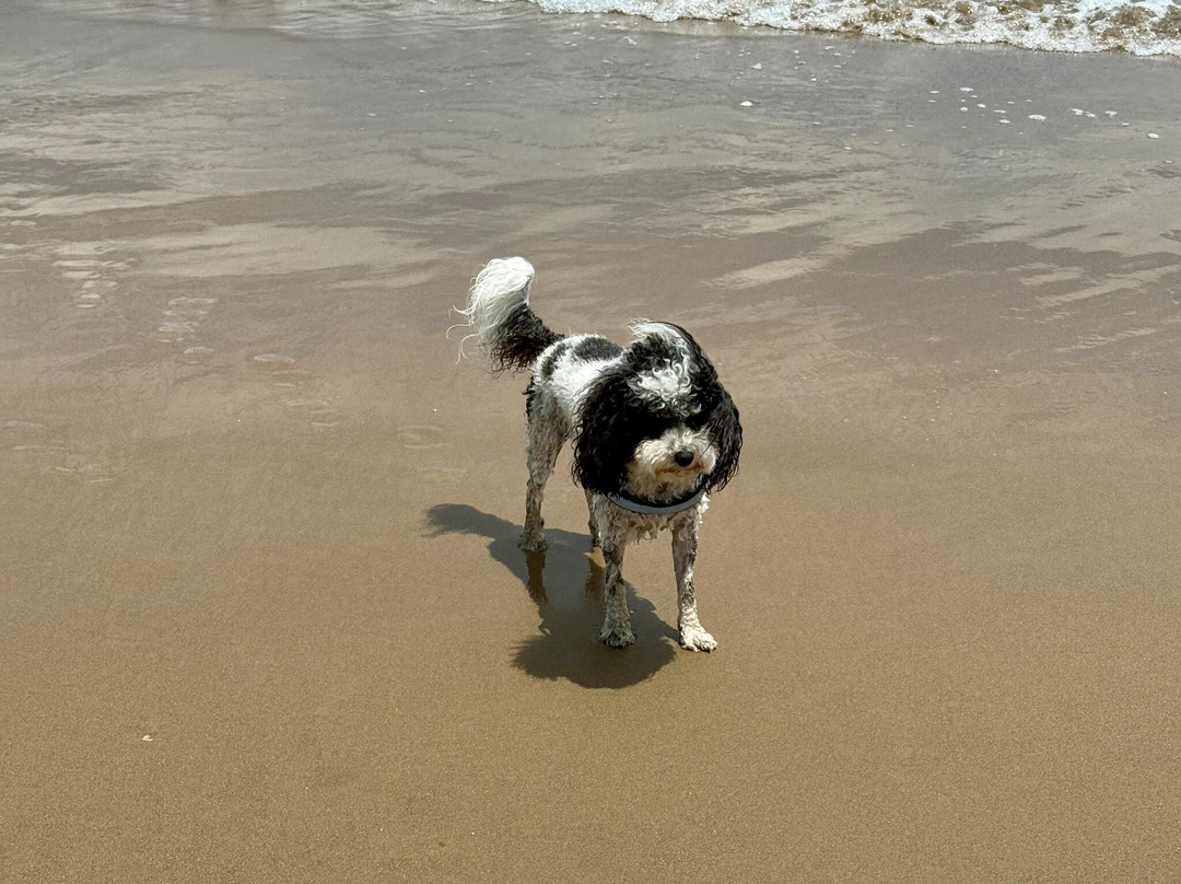 South Padre Island Beach-南帕诸岛必去景点