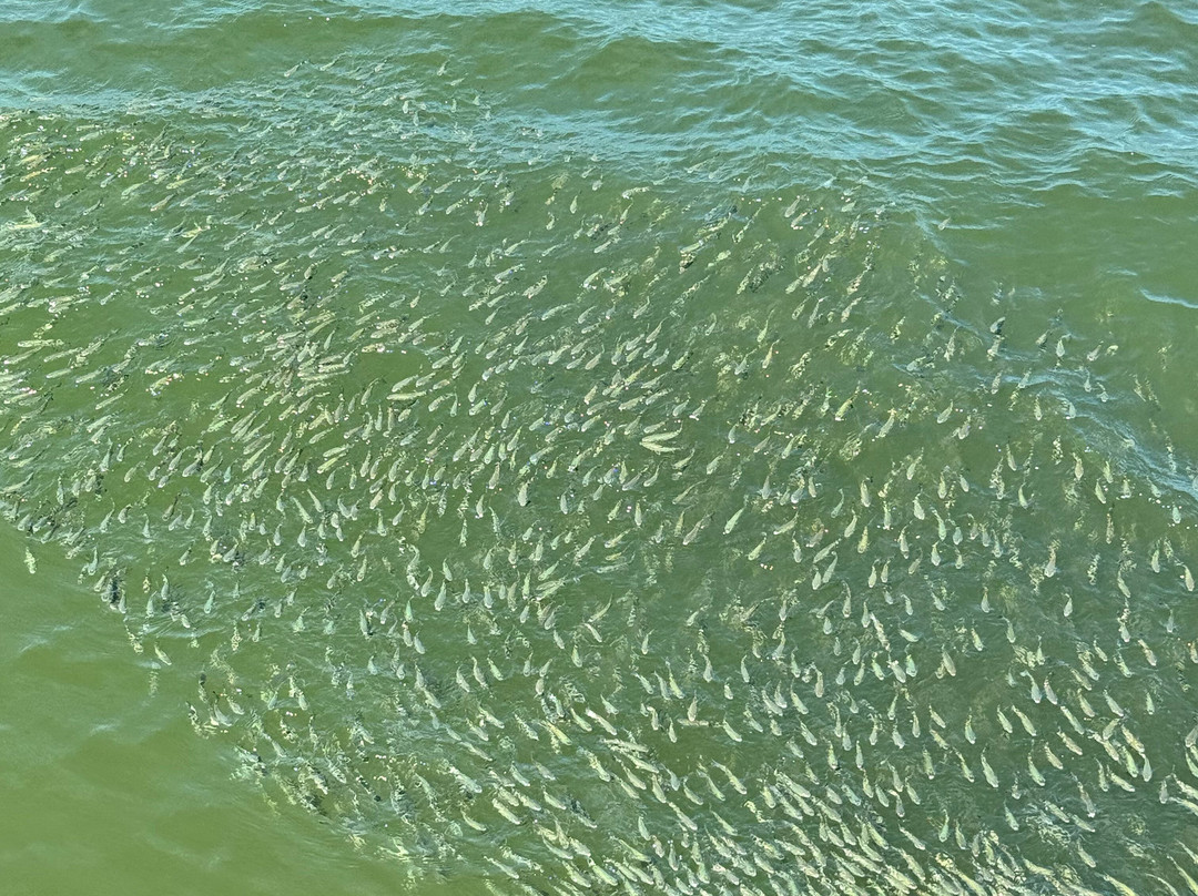 Motonave New Ghibli-切塞纳蒂科必去景点