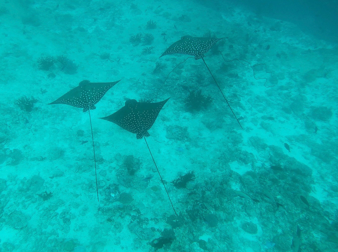 Werner Lau Diving Centers-菲利兹优岛必去景点