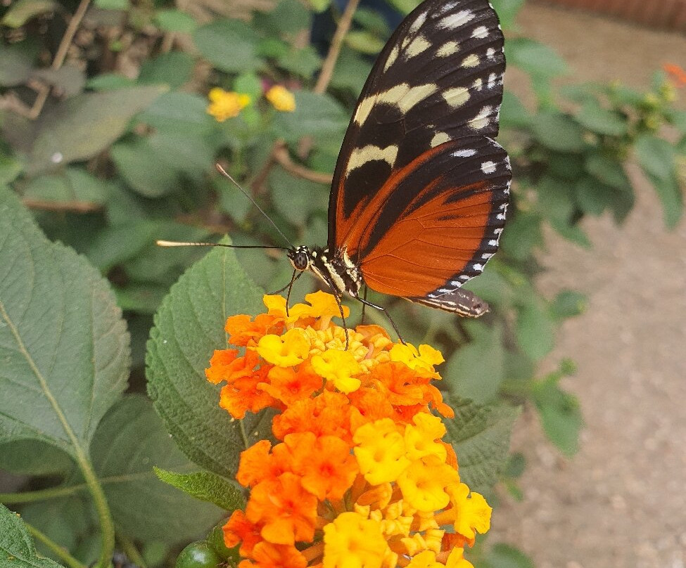 L'Ile aux Papillons-La Gueriniere必去景点