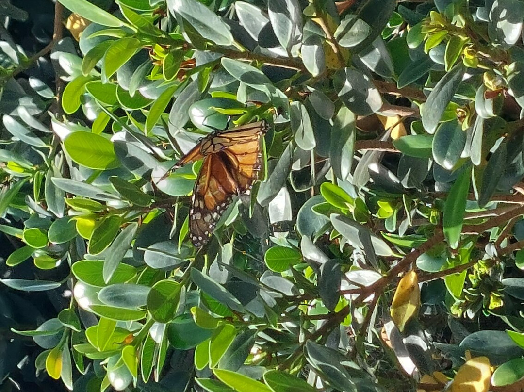 Botanical Park of Maspalomas (El Parque Botanico de Maspalomas)-马斯帕洛马斯必去景点
