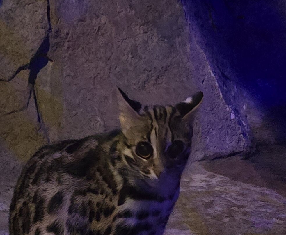 Electric City Aquarium & Reptile Den-斯克兰顿必去景点