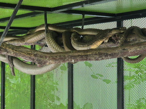 Krabi King Cobra Show-Khlong Haeng必去景点