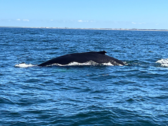 Captain John Boats-普利茅斯必去景点