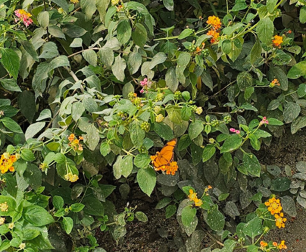 Le Tropique du Papillon-Elne必去景点