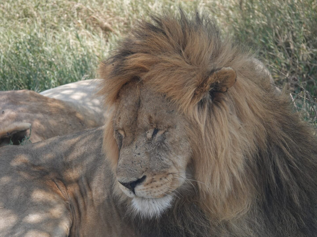 Caracal Tours & Safaris-莫西必去景点