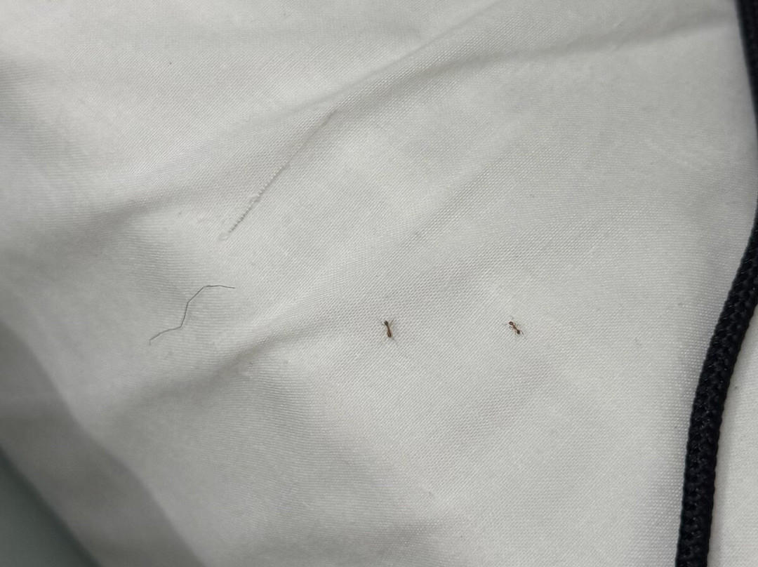 Scaleta Beach Hotel主图