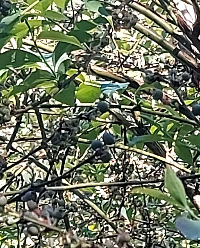 Doces Silber-Otavio Rocha必去景点