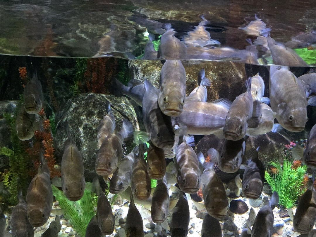 Gardaland SEA LIFE Aquarium-卡斯泰尔诺沃德尔加尔达必去景点
