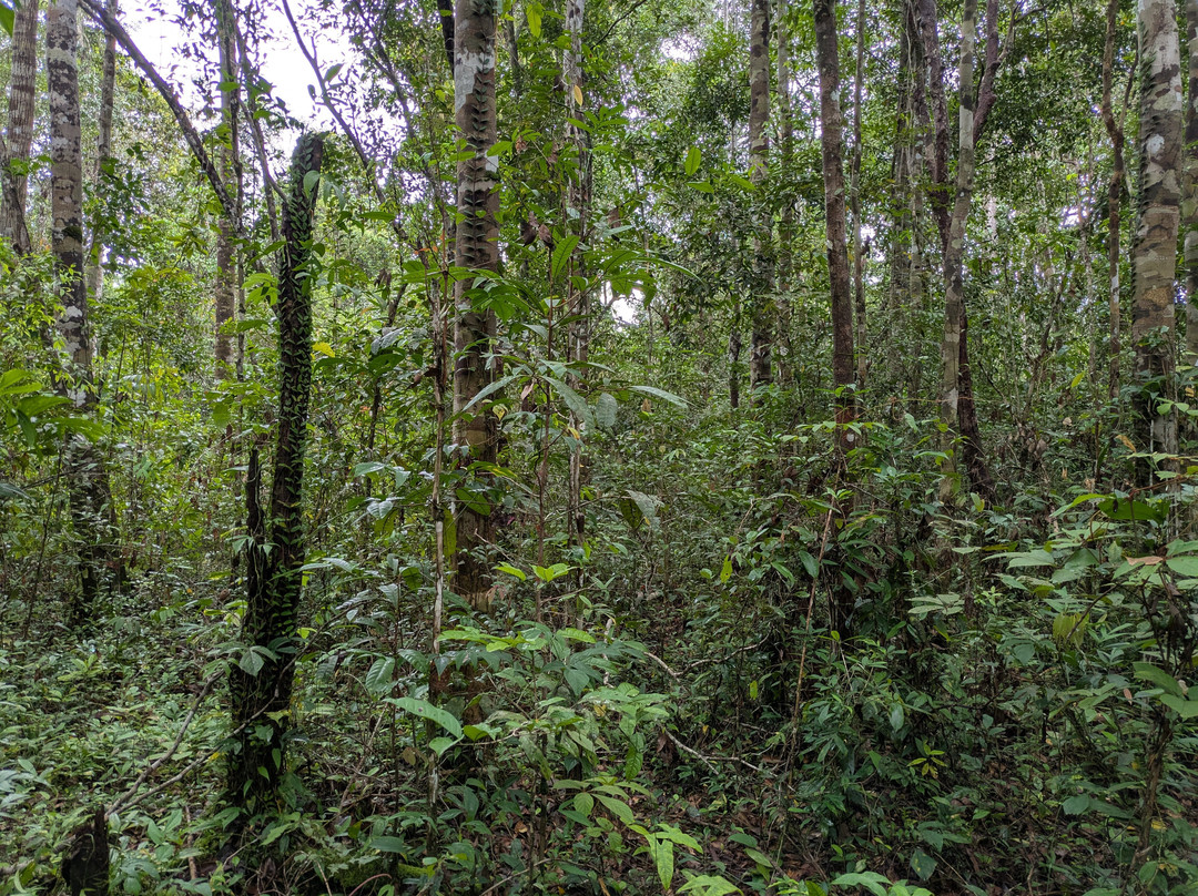 Guia En Borneo-Pangkalan Bun必去景点
