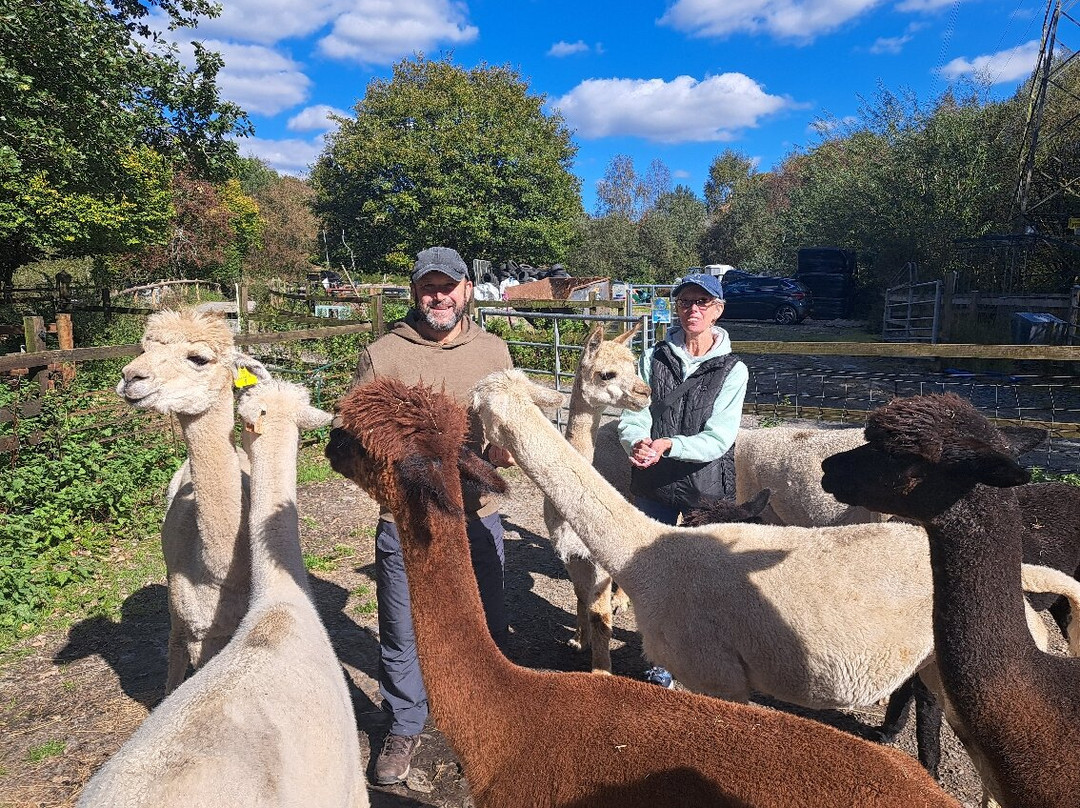 Snowdonia Alpacas-Gellilydan必去景点